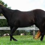 LOTE 016 - FAST BLACK APOLLO YBJ