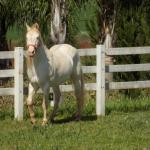 LOTE 023 - STYLISH DUN IT