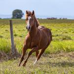 LOTE 006 - GUAPO DOC JAY