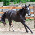 LOTE 019 - CACIQUE ESM DA PPMP