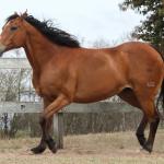 LOTE 008 - WV CASH MAN EAS