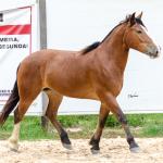 LOTE 010 - AMULETO ESM DA PPMP