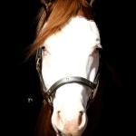 LOTE -200 - SMART CHIC DUNIT (Coberturas)