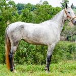 LOTE 017 - BETANIA DA NOVA TRADIÇÃO