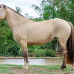 LOTE 005 - DANSARINA DO NORTE VELHO (2x1)