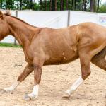 LOTE 016 - CALIBRE ESM DA PPMP