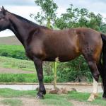 LOTE 002 - INQUIETA 1514E MAUFER (2x1)