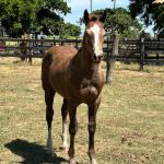 LOTE 017 - LIZ HICKORY DPLC