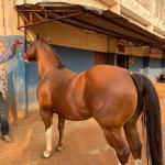 LOTE 005 - SANJOS MEDADAS ME