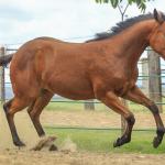 LOTE 029 - TORNADO ONE GUN
