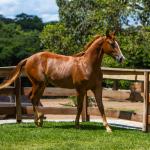 LOTE 011 - ROYAL ETERNALY BLUE