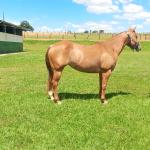 LOTE 004 - CANDY HICKORY DHL