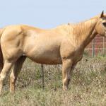 LOTE 006 - IVANA JET