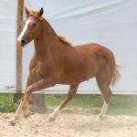 LOTE 018 - FANTASMA ESM DA PPMP