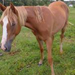 LOTE 017 - CANELA