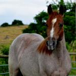 LOTE 002 - POP REY STAR MIME