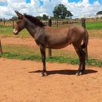 LOTE 021 - CONHAQUE