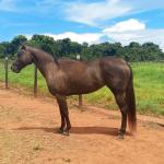 LOTE 004 - CACAU ROXA HS2