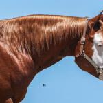 LOTE -200 - SMART CHIC DUNIT (Coberturas)