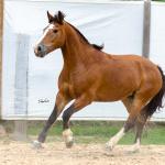 LOTE 014 - BONECA ESM DA PPMP