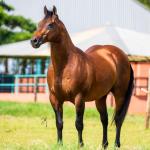 LOTE -100 - TAPOCRAT - Coberturas