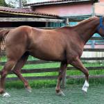 LOTE 008 - DYNA ROOSTER