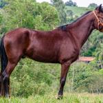 LOTE 016 - BADOKE DA NOVA TRADIÇÃO