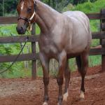 LOTE 018 - PEROLA MISTERCAT CDA