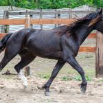 LOTE 019 - CACIQUE ESM DA PPMP