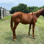 LOTE 007 - REY MAGIC ABRA CI
