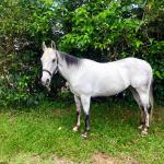 LOTE 013 - DASHIN GOOD