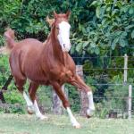 LOTE 003 - GUN MJ BOY Z