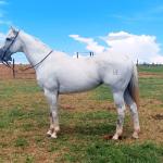 LOTE 002 - WR GRAY GOOSE