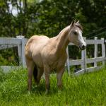 LOTE 009 - SPOOK CENA OP’DF