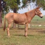 LOTE 012 - XUXA