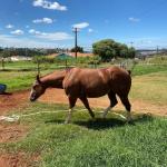 LOTE 005 - SANJOS MEDADAS ME