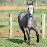 LOTE 007 - ALMA BEST GUN