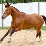 LOTE 014 - BONECA ESM DA PPMP