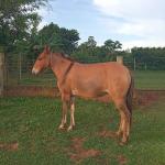 LOTE 016 - MORENA