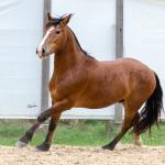 LOTE 010 - AMULETO ESM DA PPMP