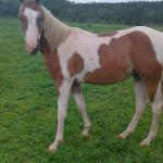 LOTE 016 - BANDIT