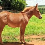 LOTE 019 - CAMPARI