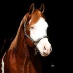 LOTE -200 - SMART CHIC DUNIT (Coberturas)