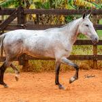 LOTE 017 - BETANIA DA NOVA TRADIÇÃO