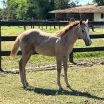 LOTE 015 - NOME A ESCOLHER