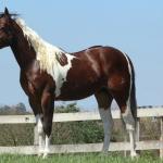 LOTE 005 - ZAN CODY CIELO YBJ