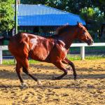 LOTE 004 - PLAY DUAL STONE