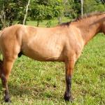 LOTE 014 - BARUK