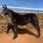 LOTE 013 - MCLAREN DA EAS