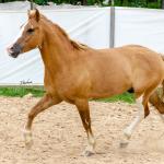 LOTE 015 - APACHE ESM DA PPMP